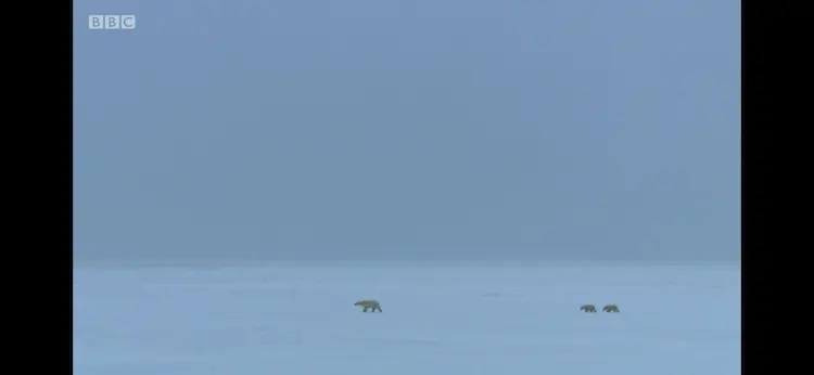 Polar bear (Ursus maritimus) as shown in Frozen Planet - Autumn
